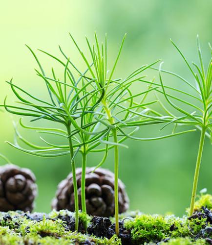 Plant and pine cone