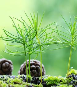 Plant and pine cone